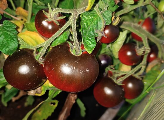 Вороний Глаз